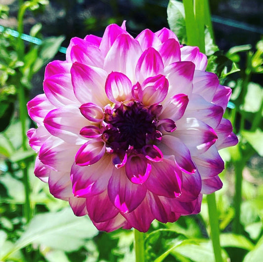 Formby Art - Dahlia - Miniature Decorative