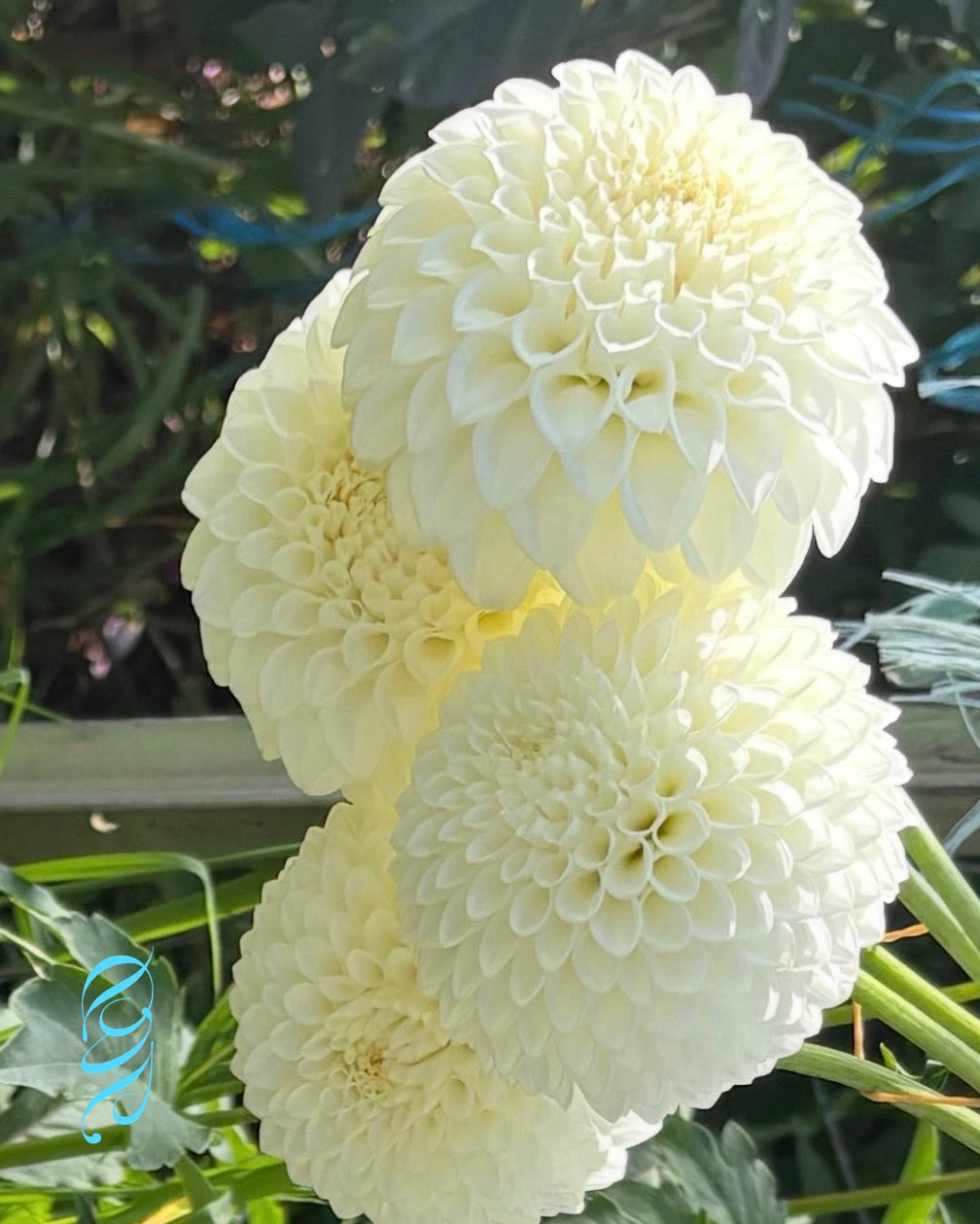 Ryecroft Peace - Dahlia - Miniature Decorative