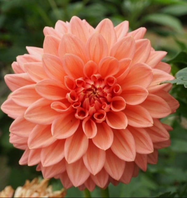 Devon Peachy - Dahlia - Small Decorative