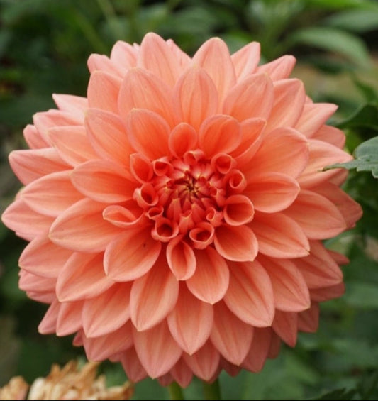 Devon Peachy - Dahlia - Small Decorative