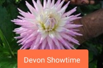 Devon Showtime - Dahlia - Small Cactus