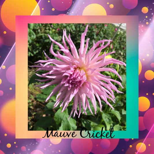 Mauve Cricket - Dahlia - Incurved Cactus