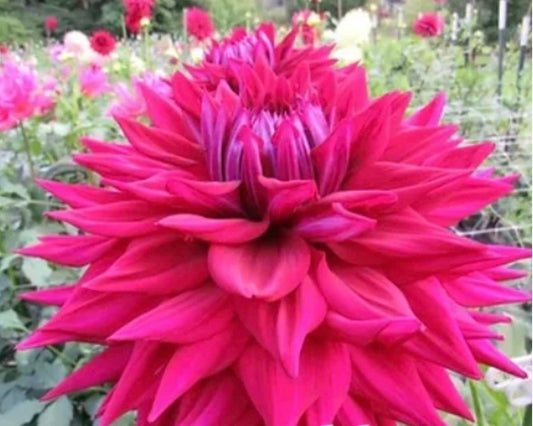 A.C Zed - Dahlia - Large- Cactus/Semi Cactus