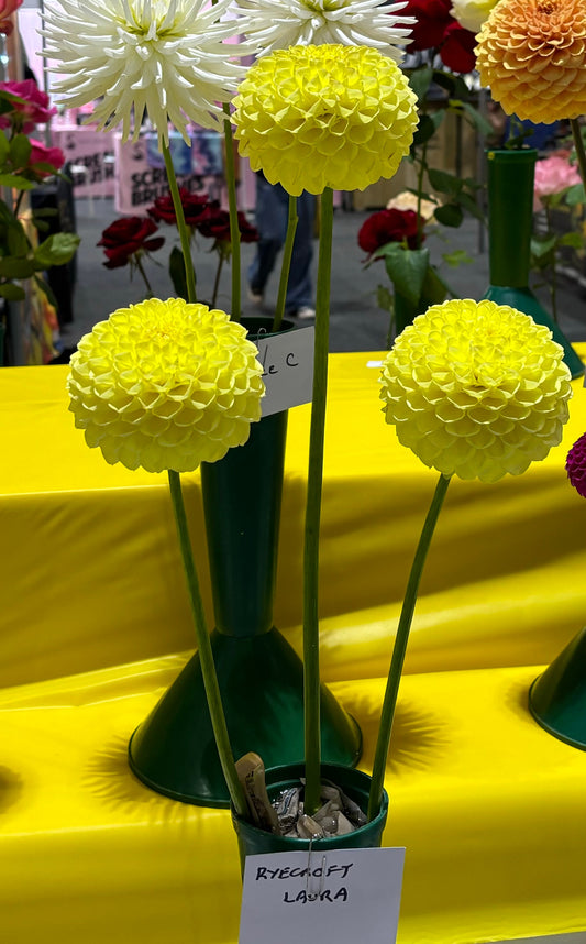 Ryecroft Laura - Dahlia - Ball