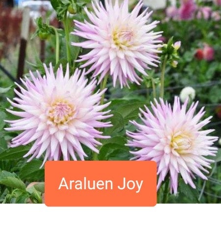 Araluen Joy - Dahlia - Small Cactus