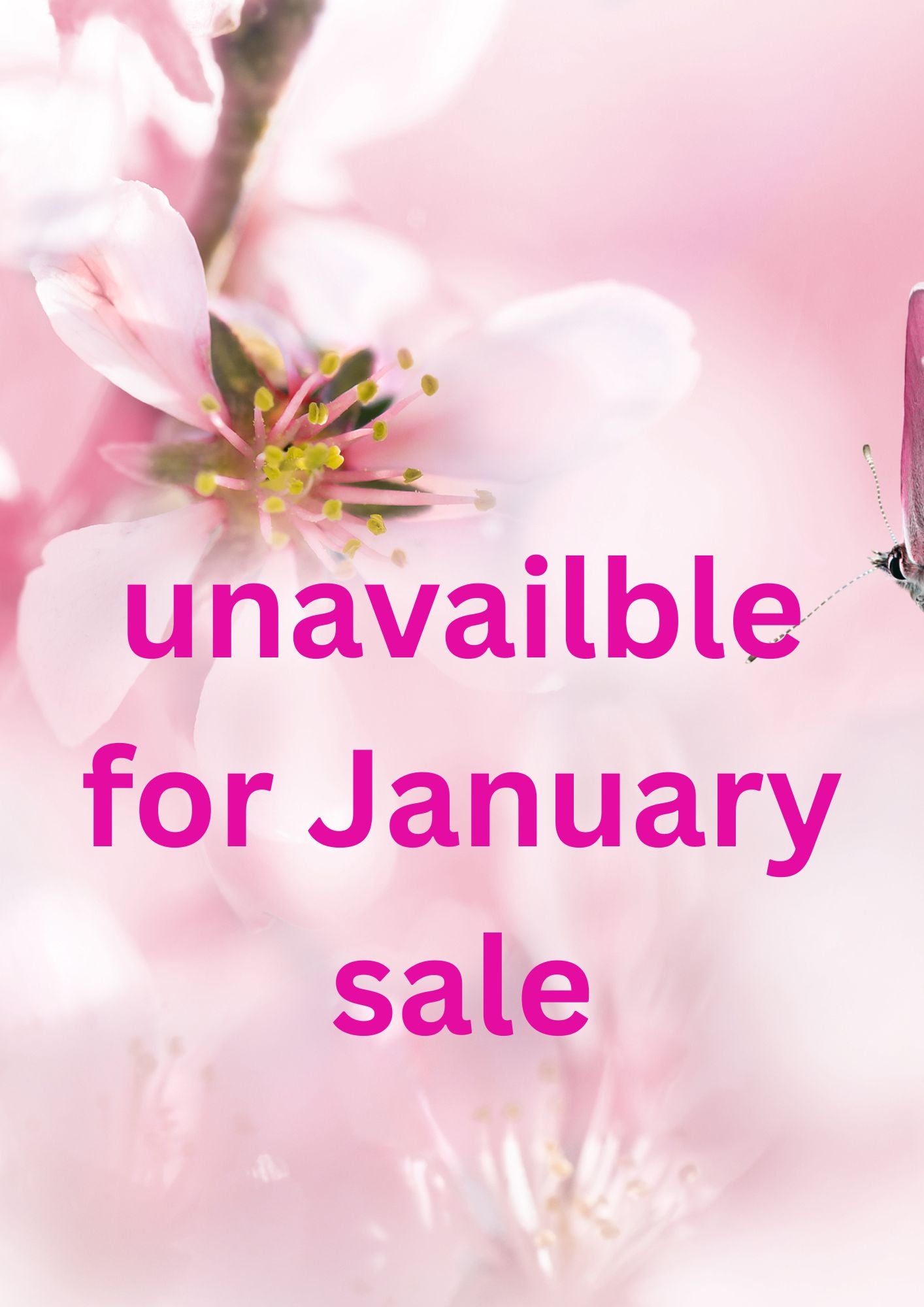 Devon Rosa - Dahlia - Medium Decorative