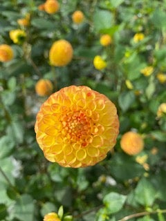 Apricot Willo - Dahlia - Pompon