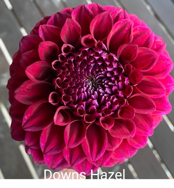 Downs Hazel - Dahlia - Miniature Decorative