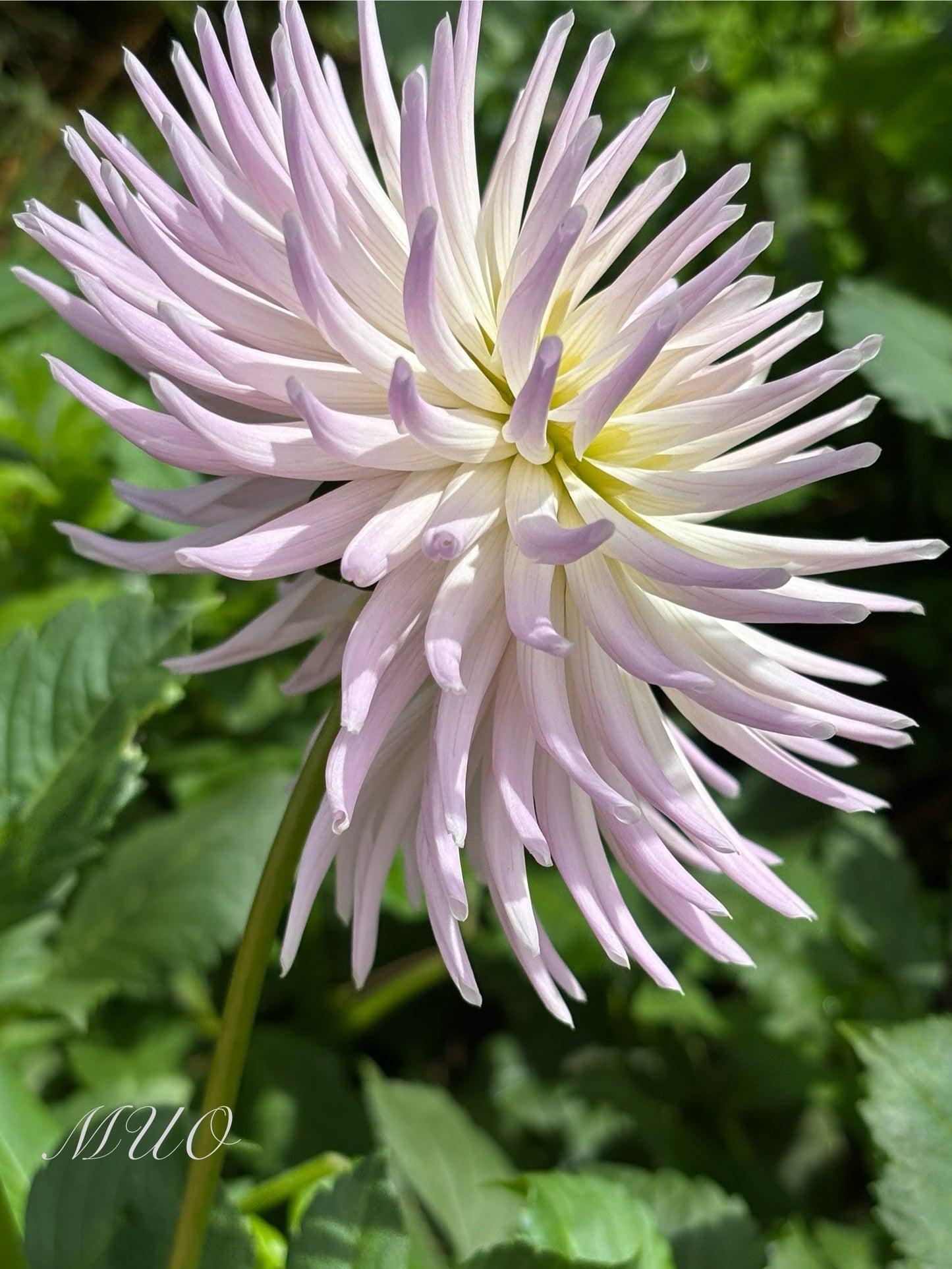 Valetta - Dahlia - Small Cactus