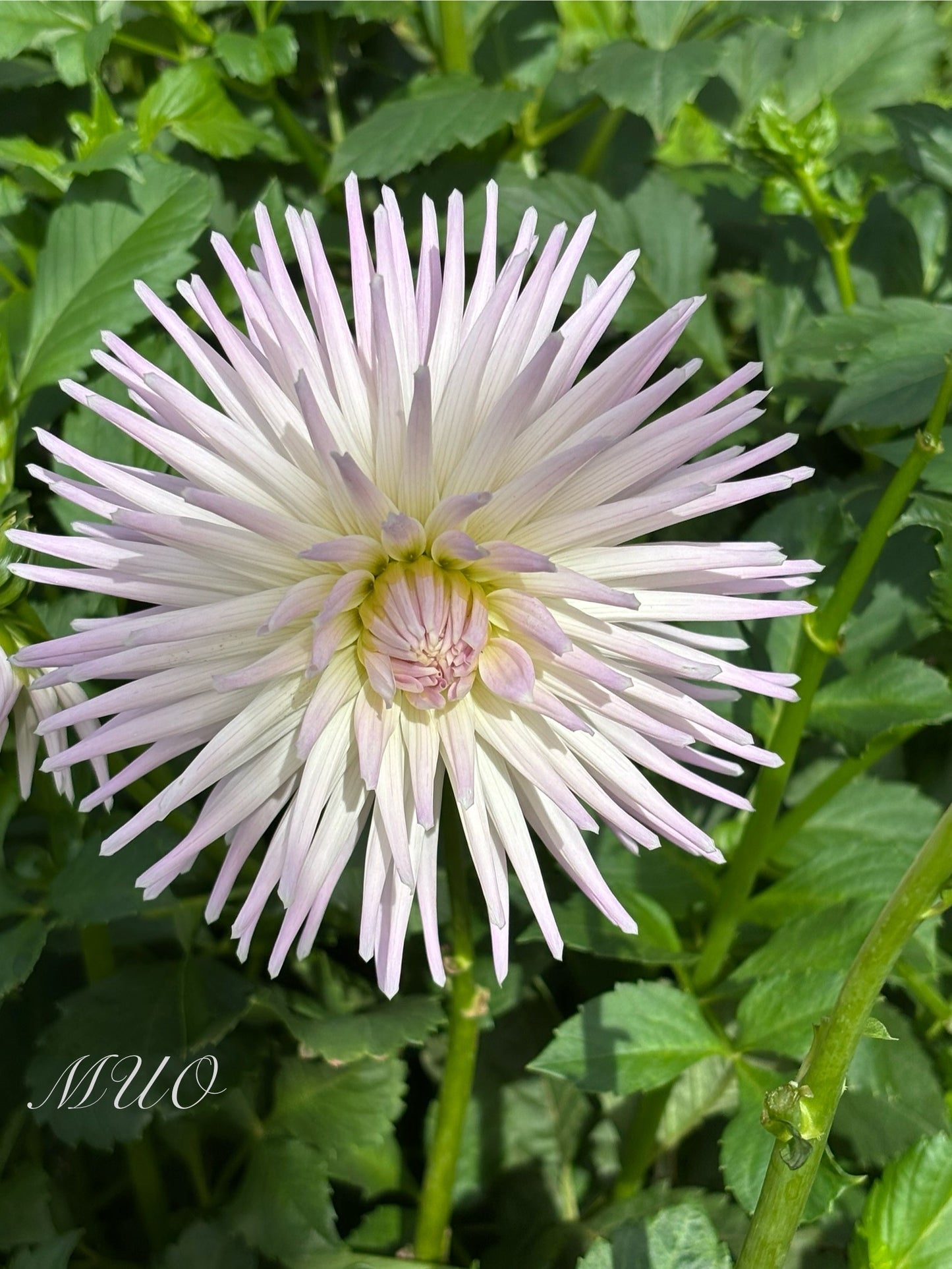 Valetta - Dahlia - Small Cactus