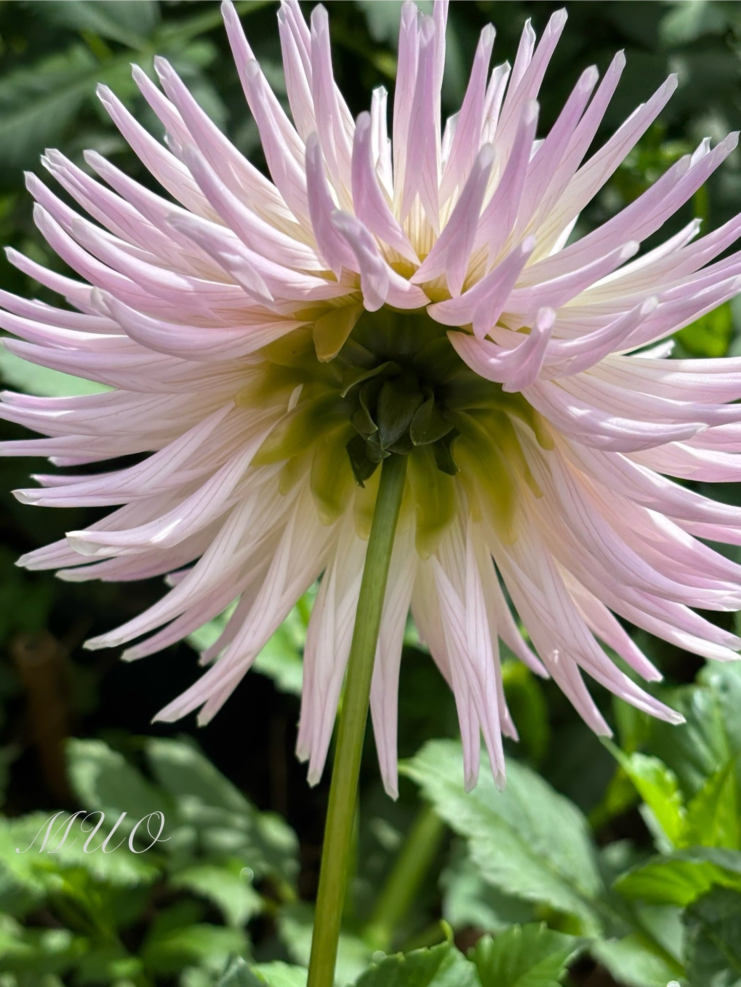Valetta - Dahlia - Small Cactus