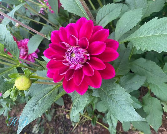 W1 - Dahlia - Waterlily