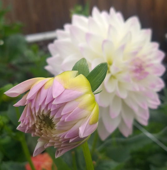 Woden Valley - Dahlia - Small Decorative