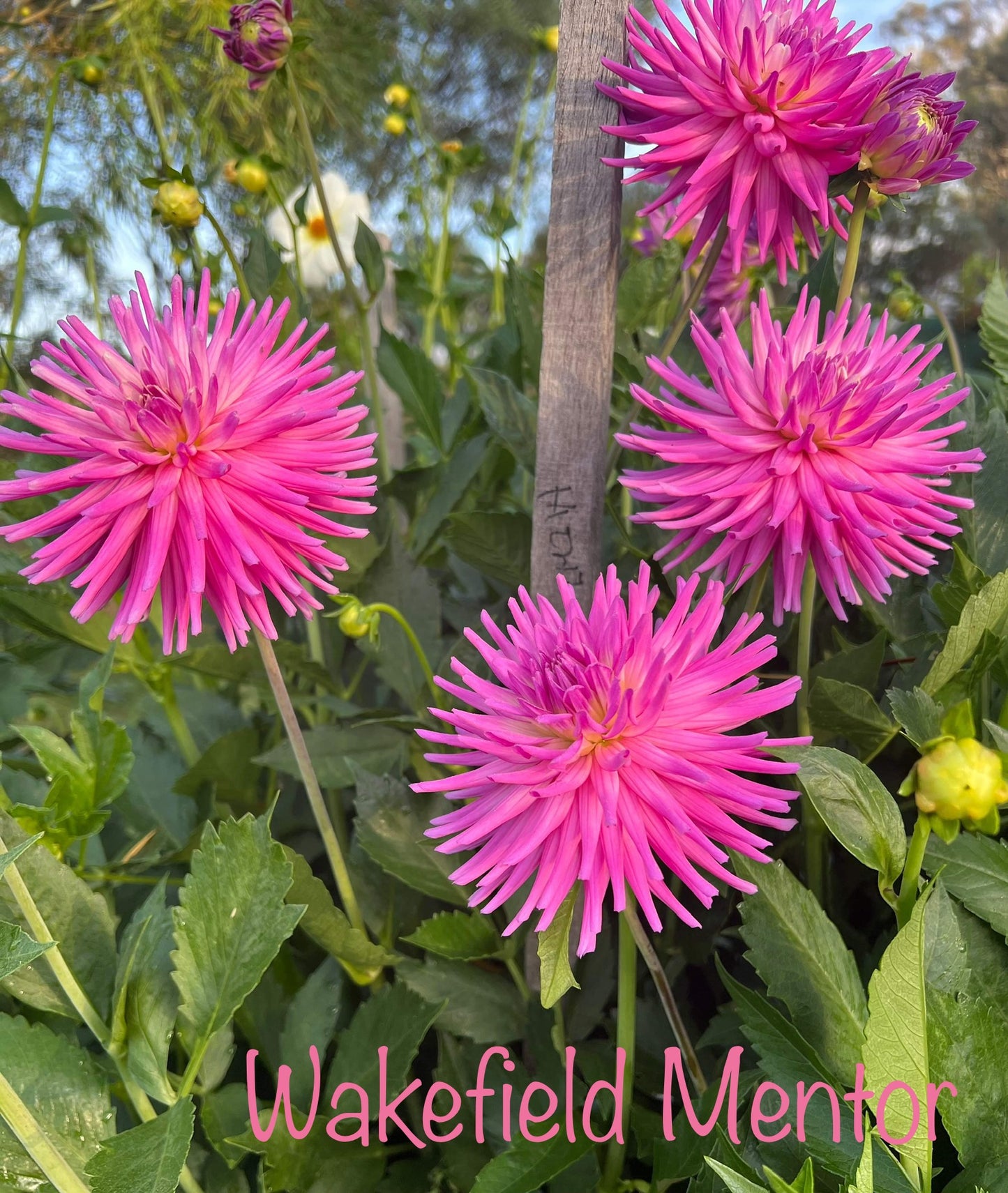 Wakefield Mentor - Dahlia - Miniature Cactus