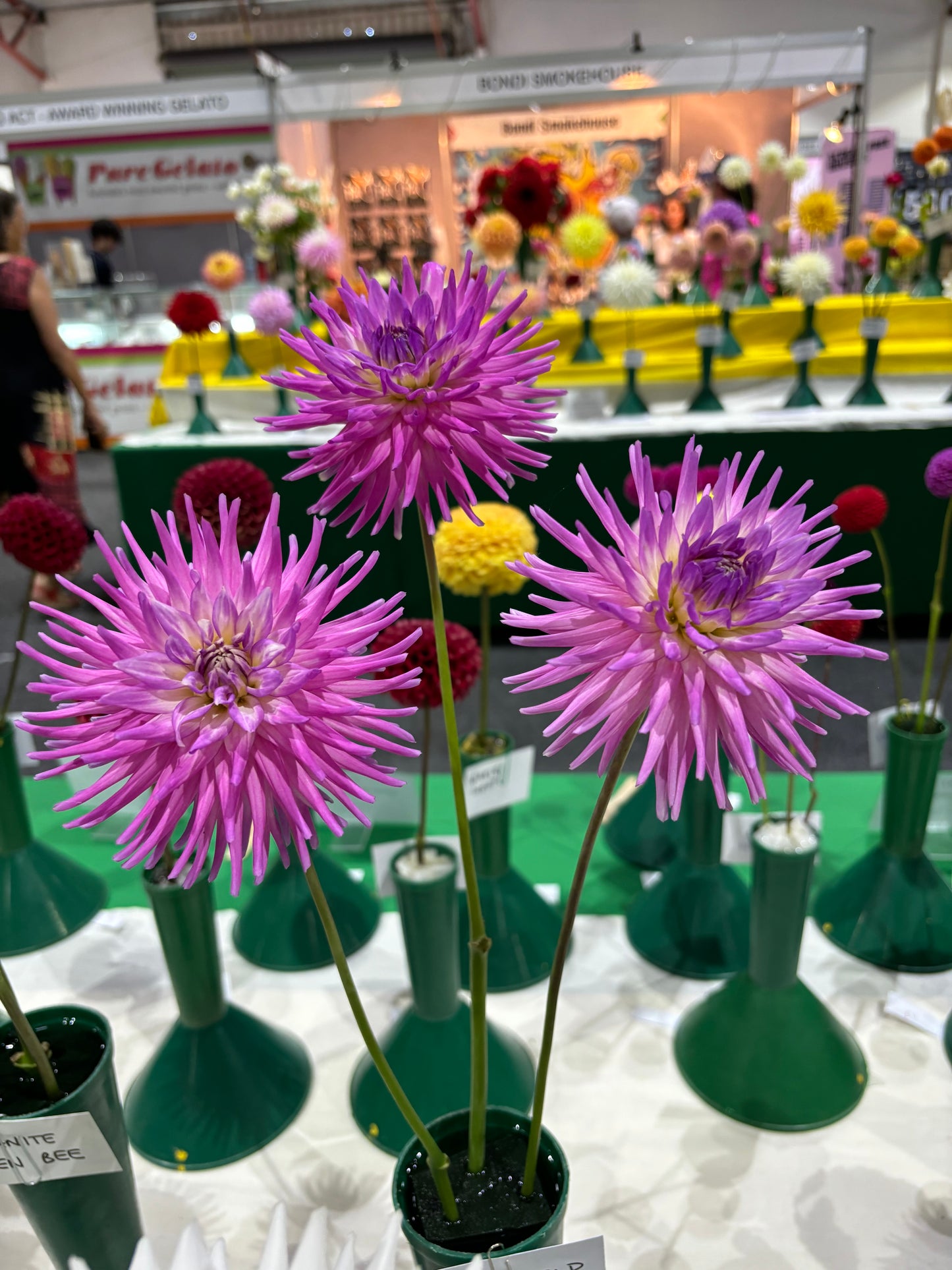 Wakefield Mentor - Dahlia - Miniature Cactus