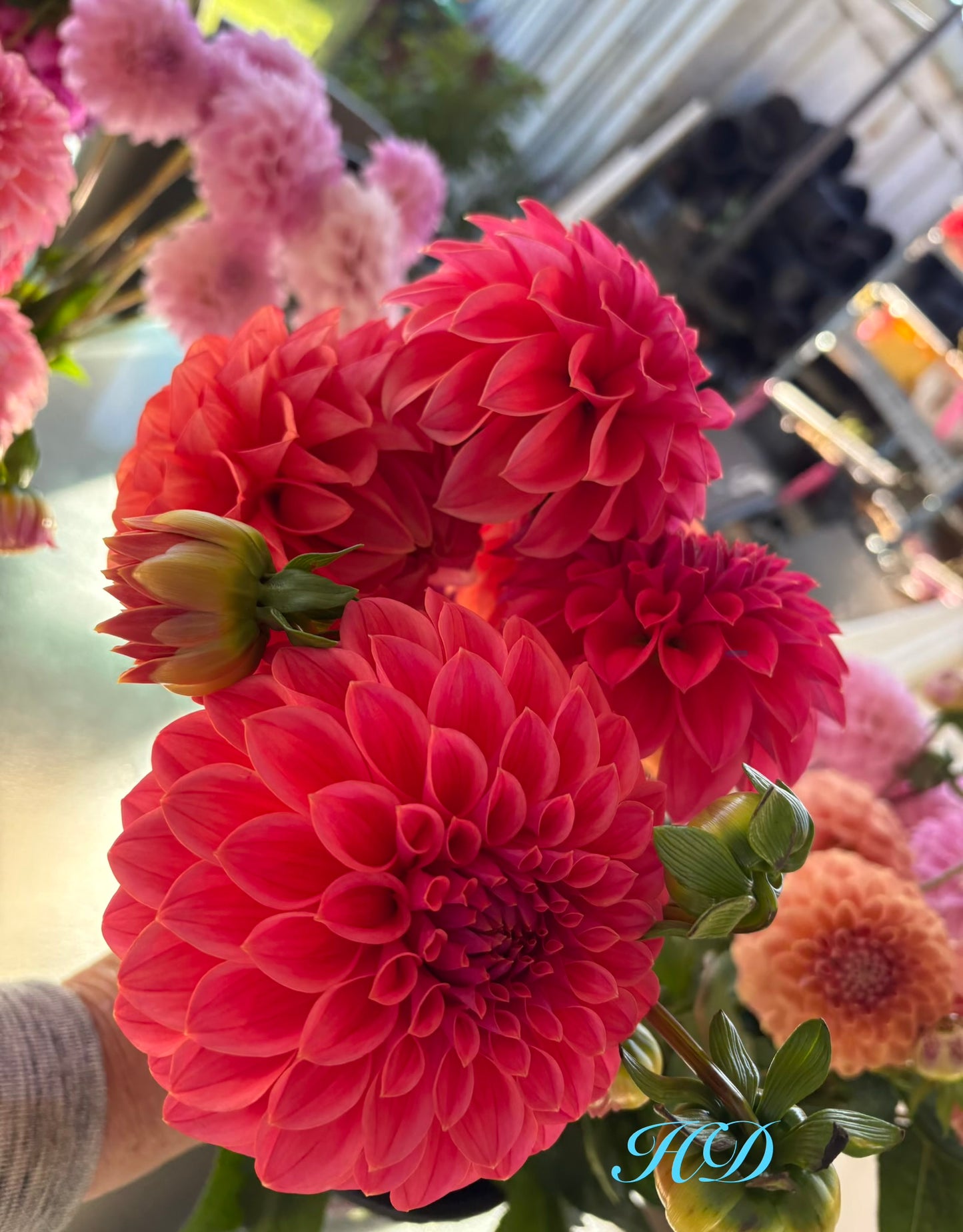 Warraview Watermelon - Dahlia - Miniature Decorative