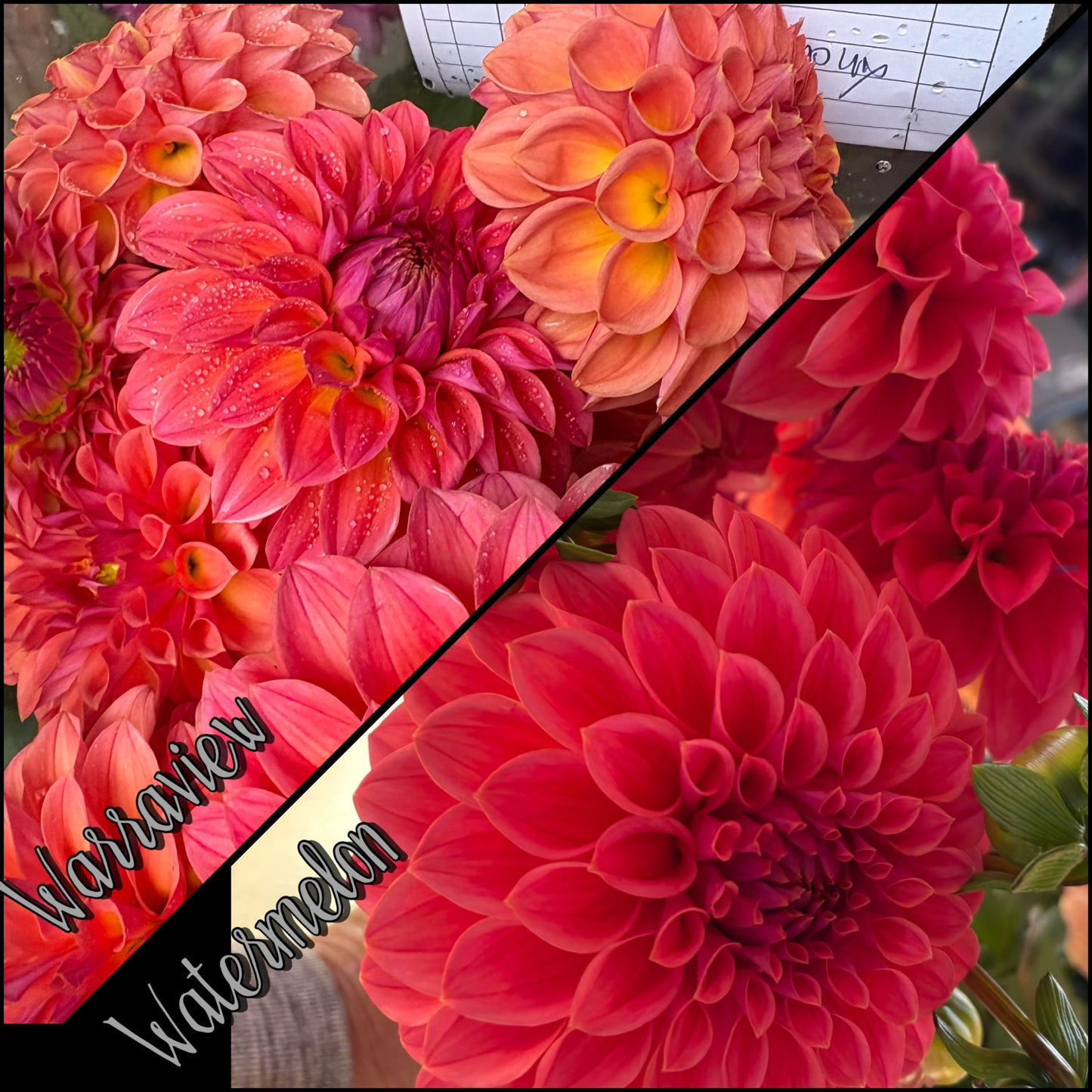 Warraview Watermelon - Dahlia - Miniature Decorative