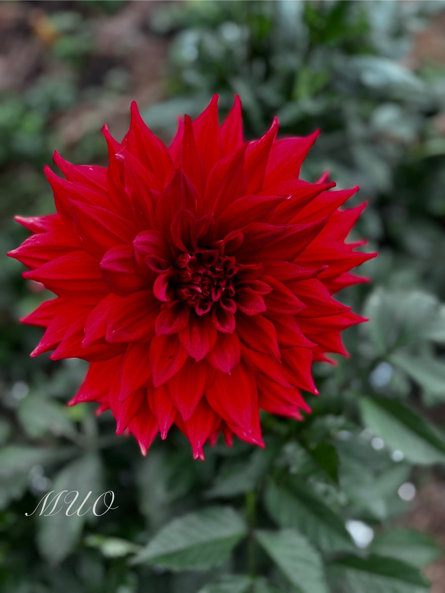 Winkie Admiral - Decorative - Giant Decorative