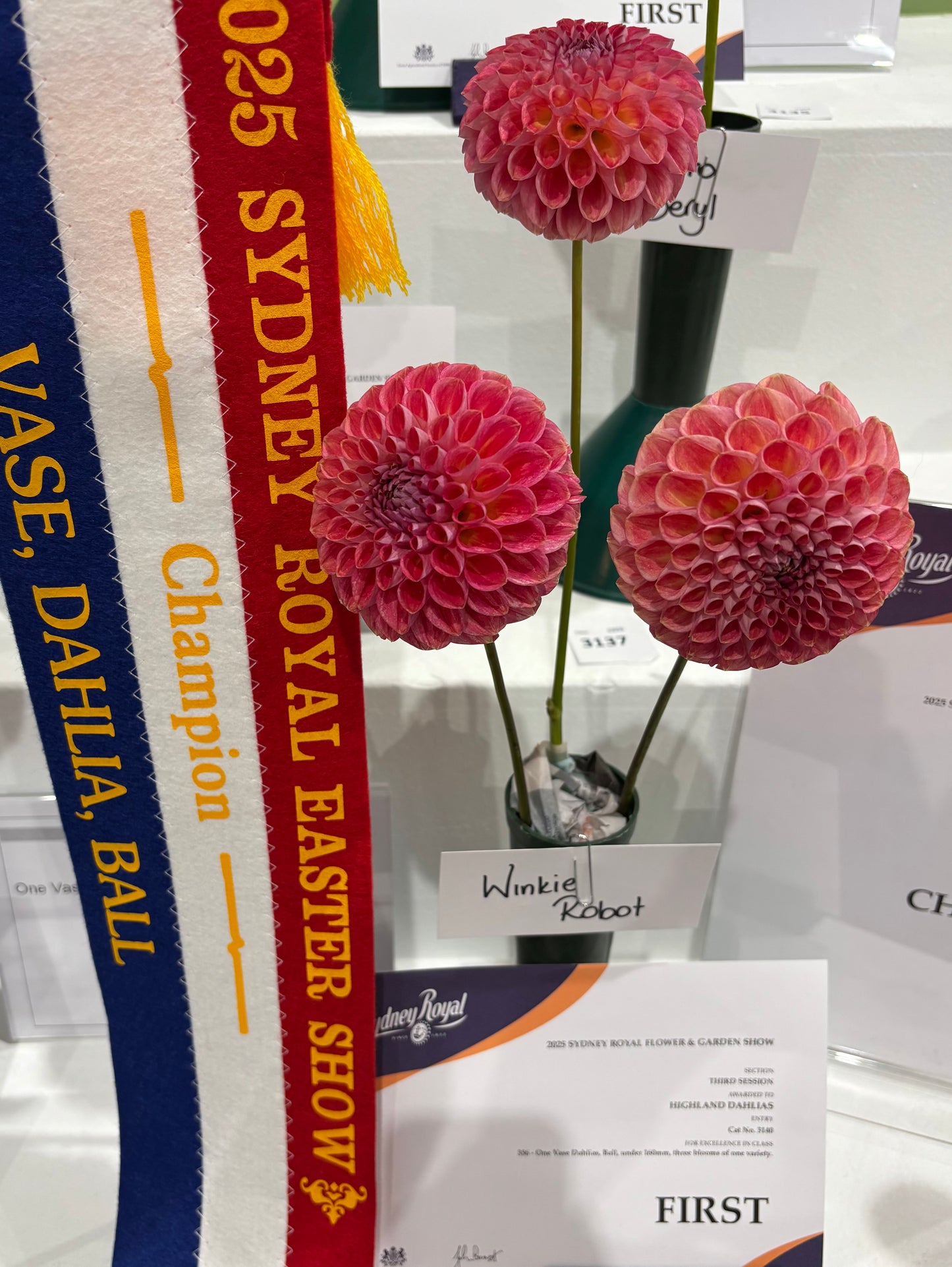 Winkie Robot - Dahlia - Ball