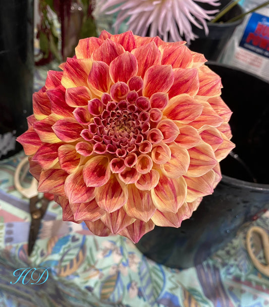 Winkie Rhubarb - Dahlia - Small Decorative