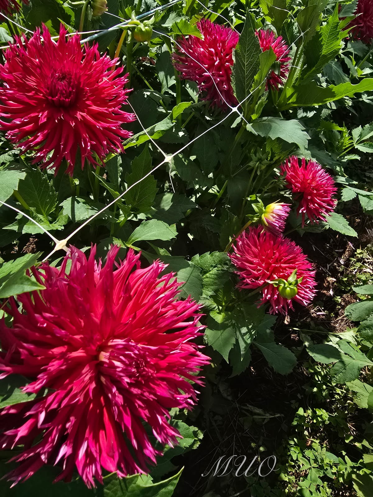 Winkie Volcano - Dahlia - Fimbriated