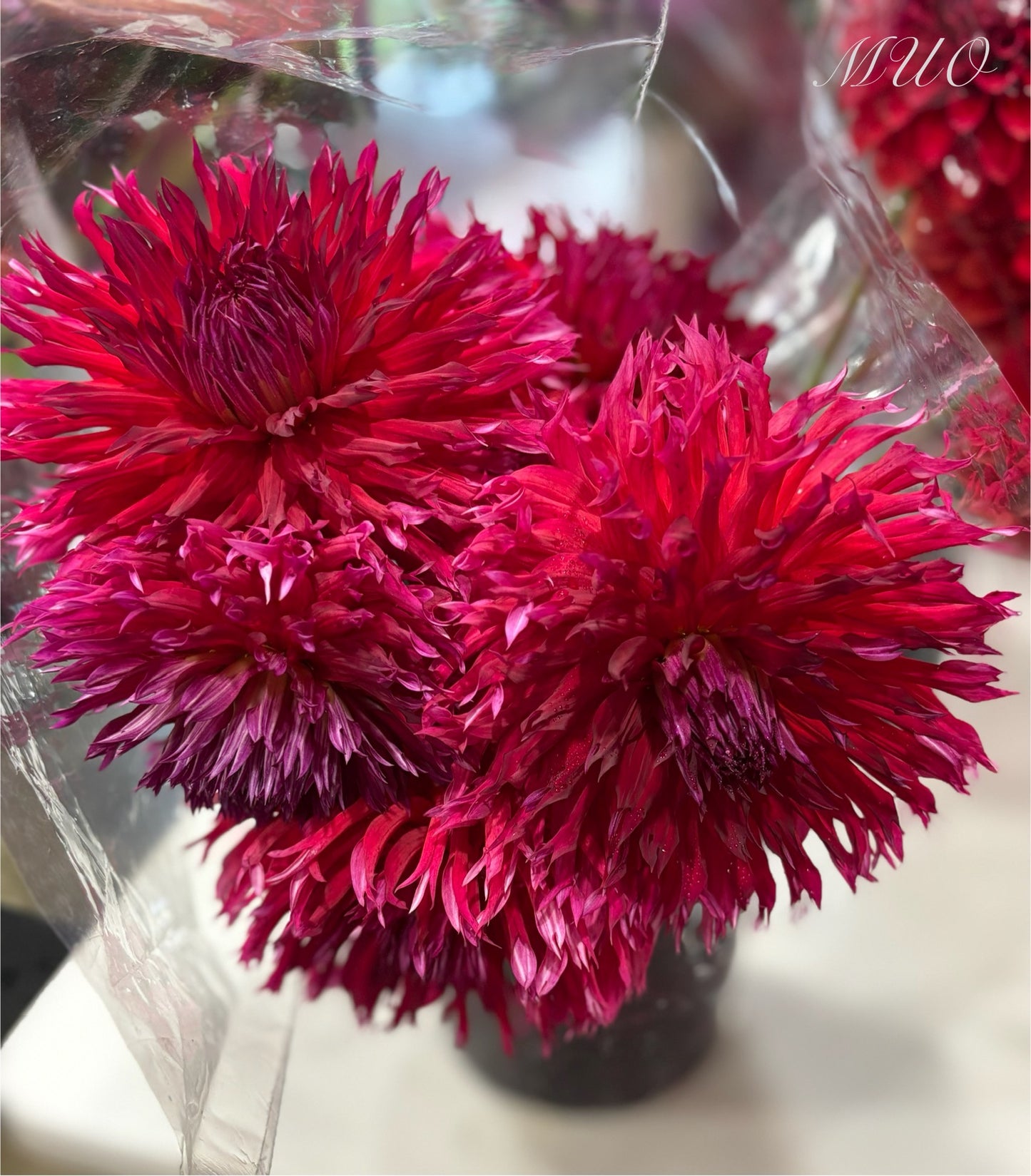 Winkie Volcano - Dahlia - Fimbriated