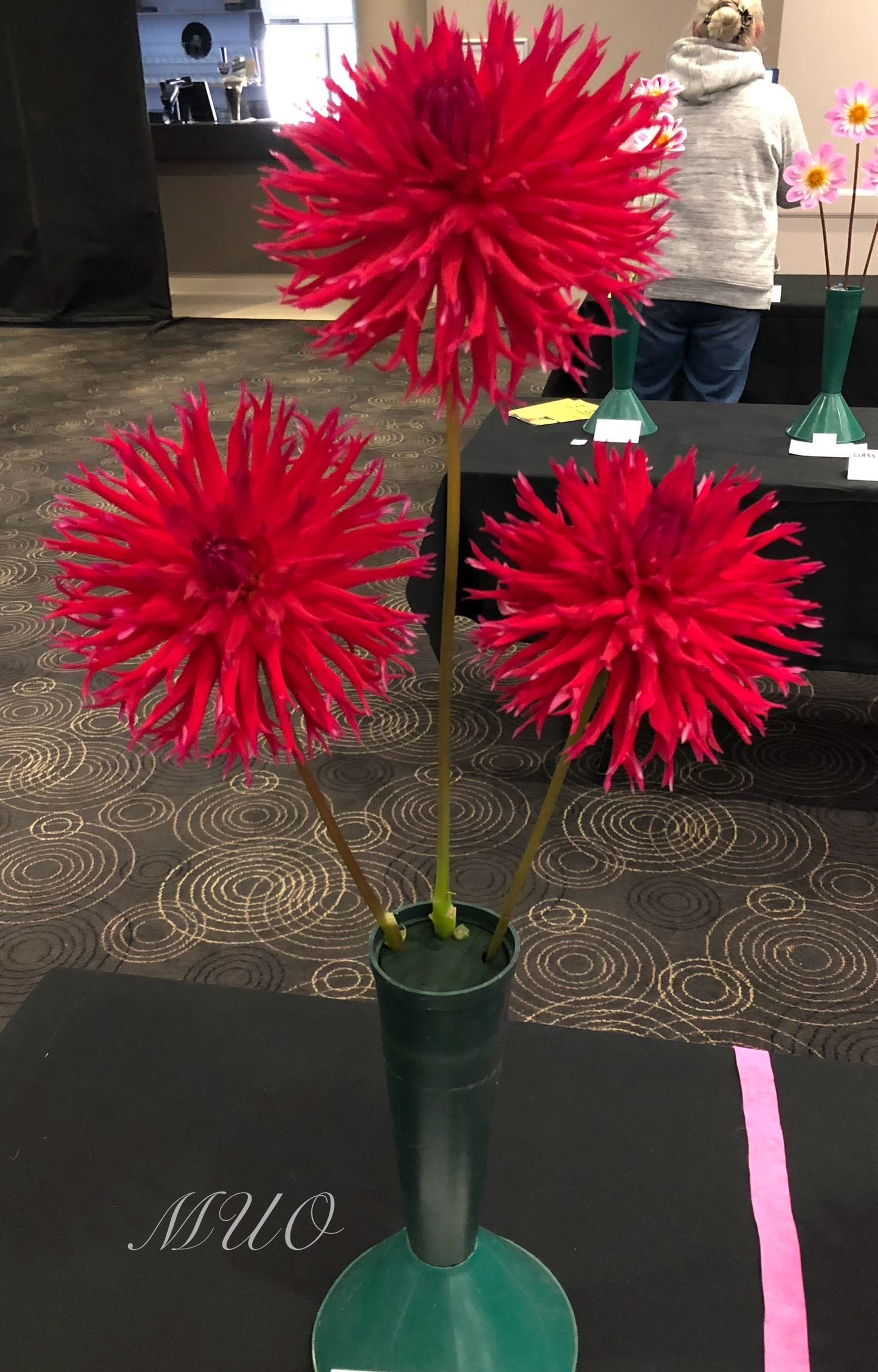 Winkie Volcano - Dahlia - Fimbriated