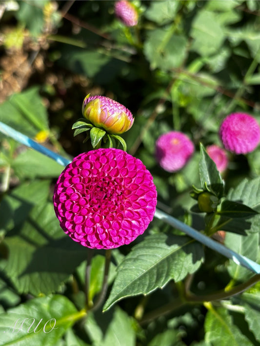 Woden Surprise - Dahlia - Pompon
