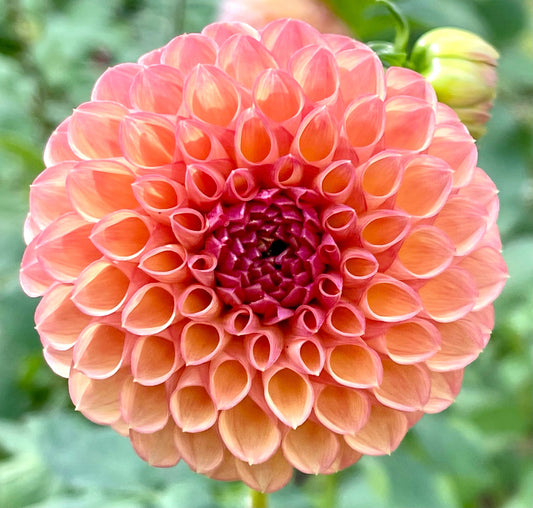 Robin Hood - Dahlia - Ball