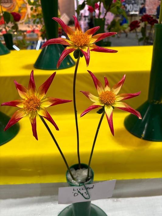 Lillian 'O' 15 - Dahlia - Orchid