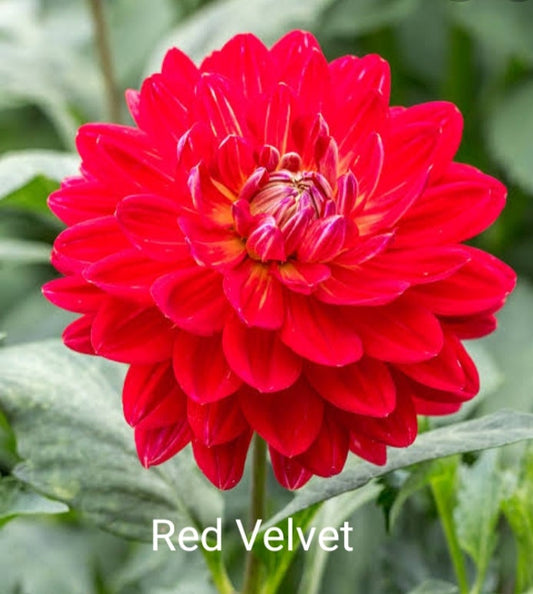 Red Velvet - Dahlia - Waterlily