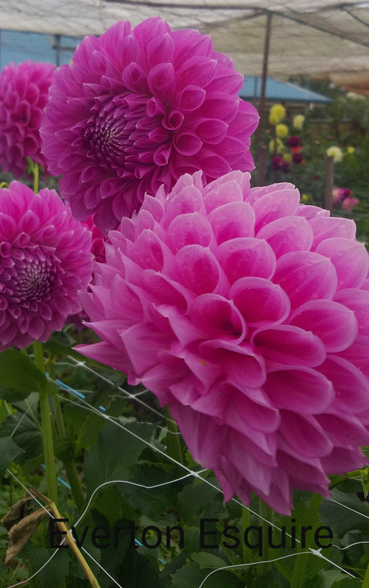 Everton Esquire - Dahlia - Small Decorative