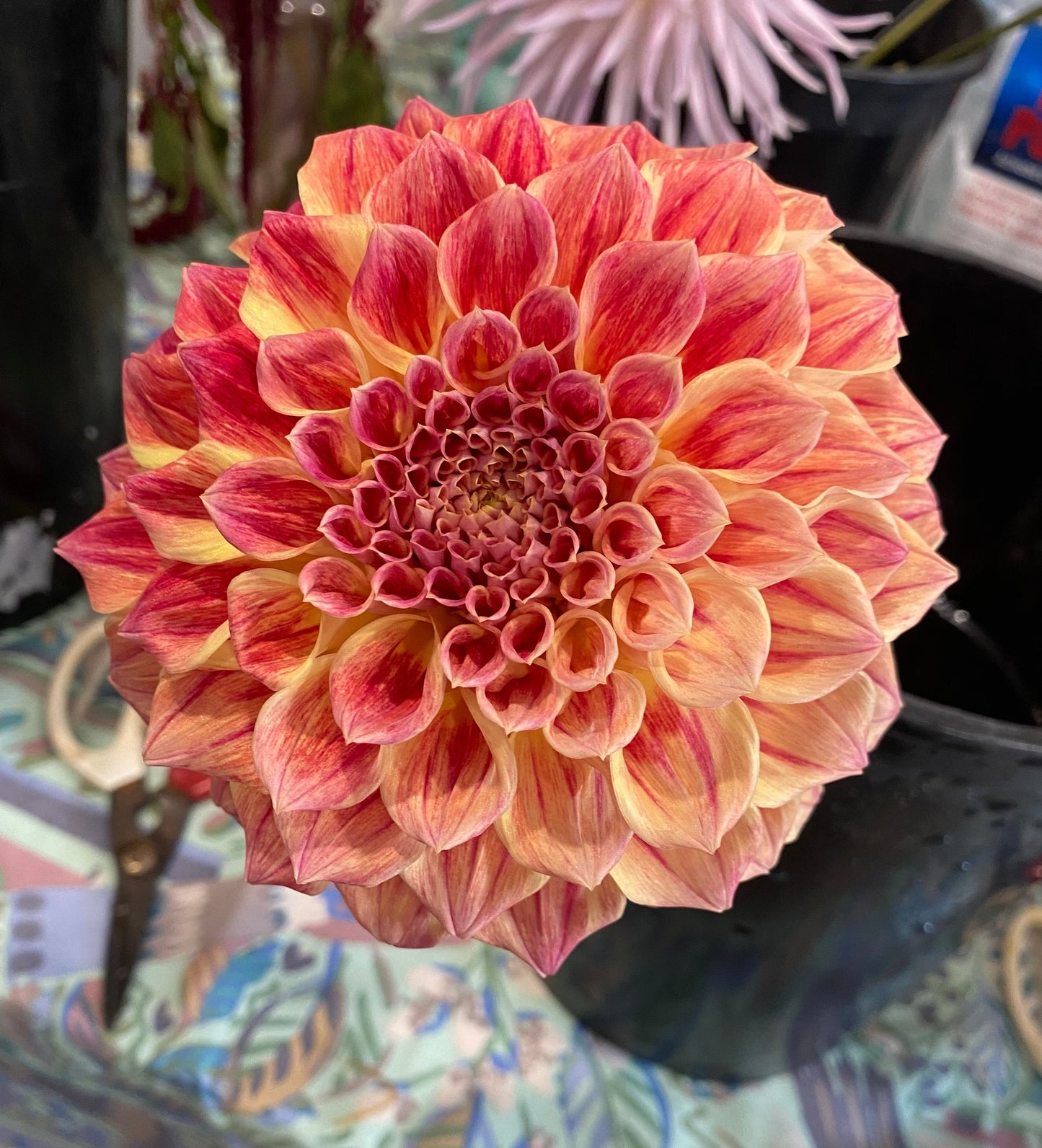 Winkie Rhubarb - Dahlia - Small Decorative